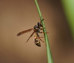 Ropalidia socialistica