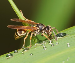 Ropalidia socialistica