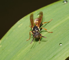 Ropalidia socialistica