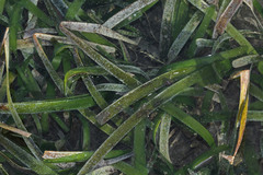 Cymodoceaceae