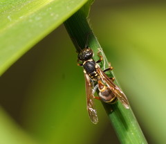 Ropalidia socialistica