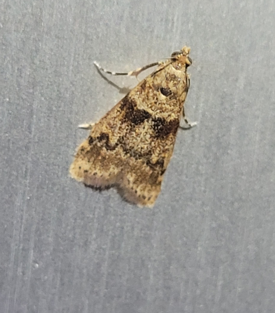 Hansreisseria gilvescens