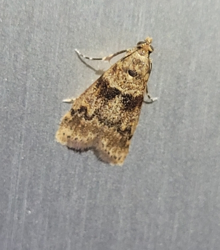 Hansreisseria gilvescens