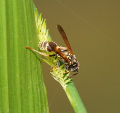 Ropalidia socialistica