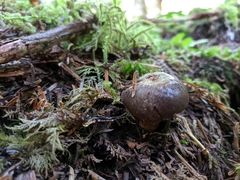 Lactarius kauffmanii