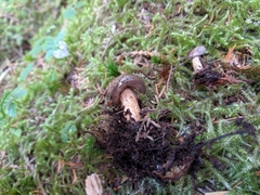 Lactarius kauffmanii