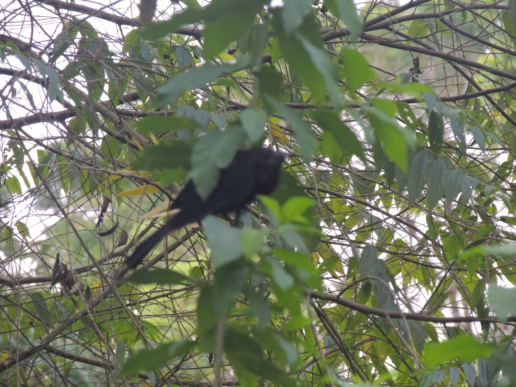 garrapatero pico liso, smooth-billed ani