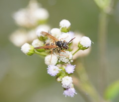 Ropalidia socialistica