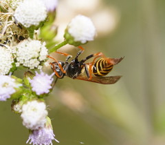 Ropalidia socialistica