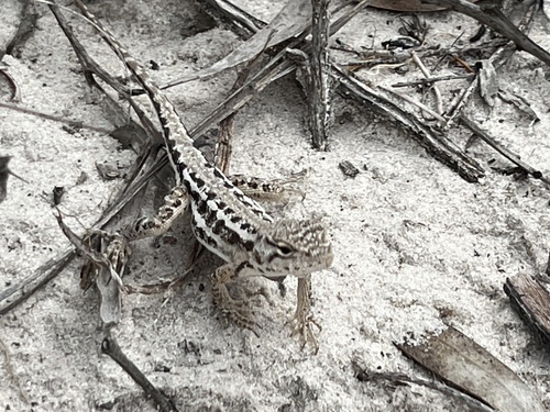 Spotted Dragon, Ctenophorus dualis
