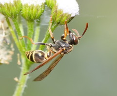 Ropalidia socialistica