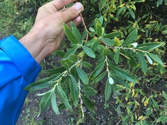 Salix candida