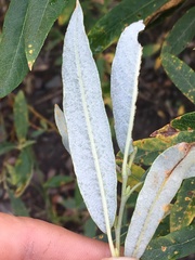Salix candida