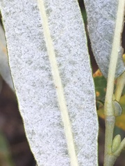 Salix candida