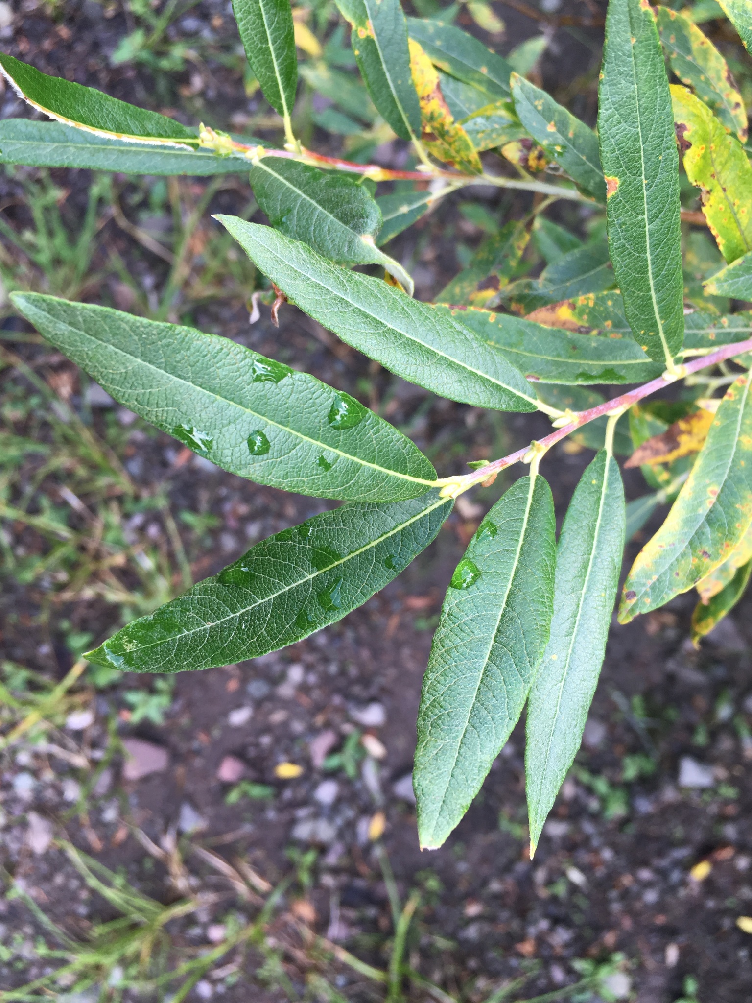 Salix drummondiana