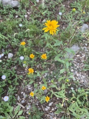 Grindelia scabra