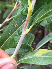 Salix candida