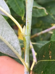 Salix candida