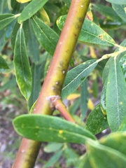 Salix candida