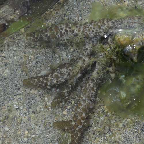 Palisada perforata observed 2019-08-19