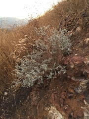 Brickellia nevinii