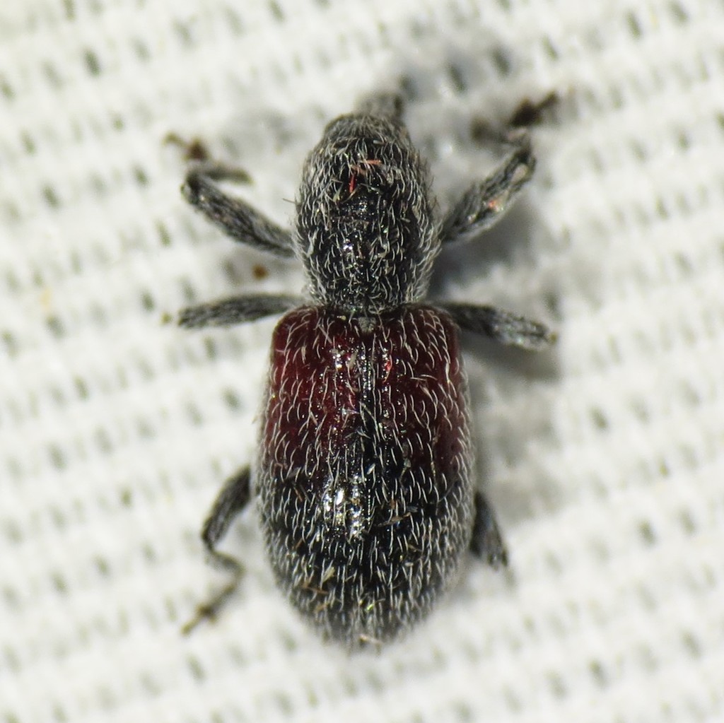 Myrmex basalis