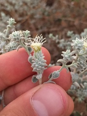 Brickellia nevinii