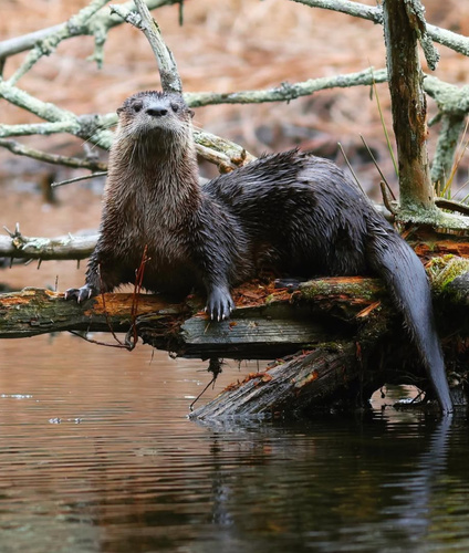 North American River Otter photographed in New York