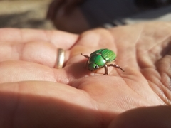 Chrysina lecontei