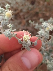 Brickellia nevinii
