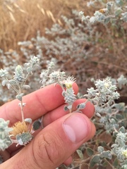 Brickellia nevinii