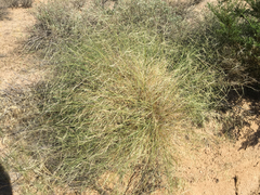 Aristida ternipes gentilis