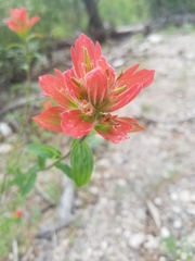 Castilleja nelsonii