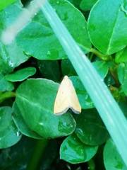 Marimatha nigrofimbria