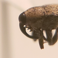 Linogeraeus neglectus