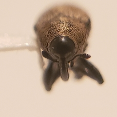 Linogeraeus neglectus