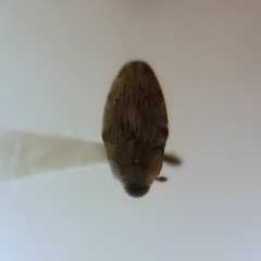 Linogeraeus neglectus