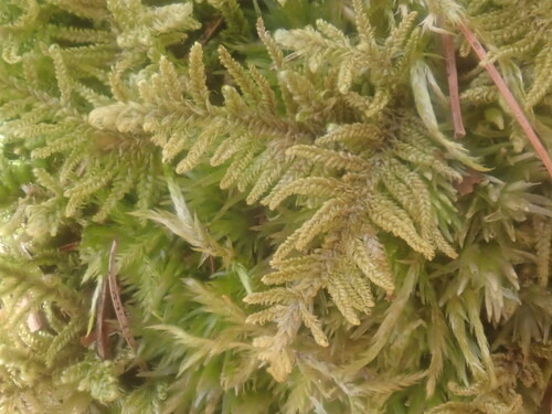 Image of Callicladium imponens by no rights reserved
