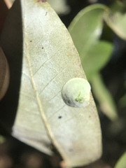 Paracraspis guadaloupensis