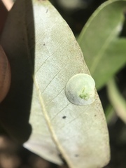 Paracraspis guadaloupensis