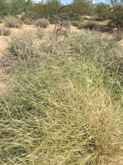 Aristida ternipes gentilis