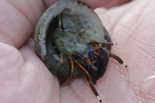 Left-handed Hermit Crab (Calcinus laevimanus)