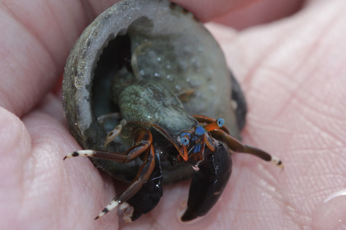 Left-handed Hermit Crab (Calcinus laevimanus)