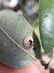 Paracraspis guadaloupensis