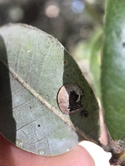 Paracraspis guadaloupensis