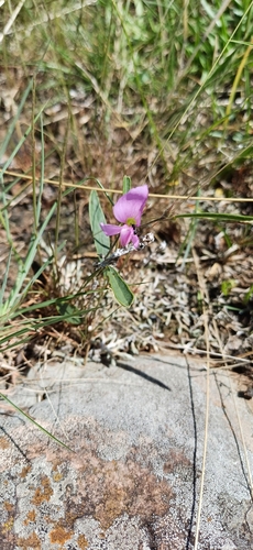 Image of Nanogalactia heterophylla by (c) Agustina Medina, some rights reserved (CC BY)