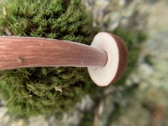 Austroboletus