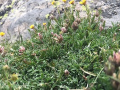 Trifolium dasyphyllum