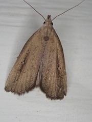 Macrochilo orciferalis