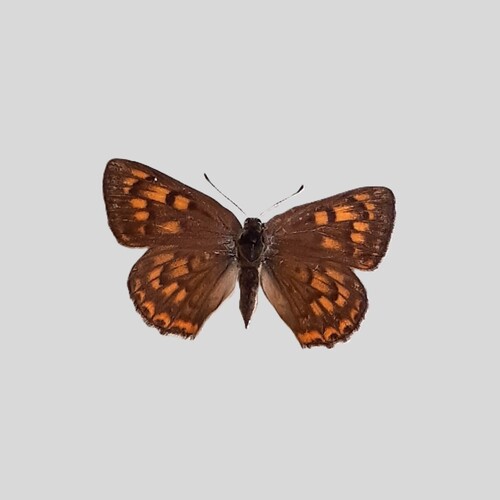 Gorgon Copper photo 3